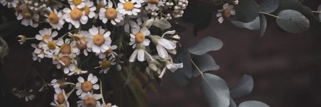 จูนโปโป banner