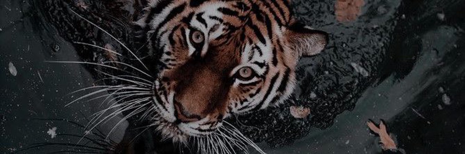 solla_1995's profile banner image