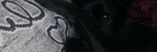 anitanyki's profile banner image