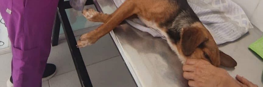 Refugio Animal 🐶🐈 banner