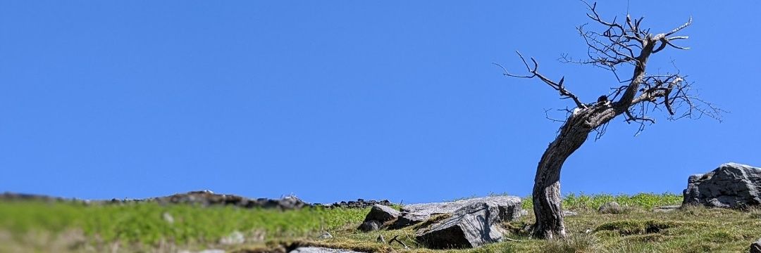 ladrone's profile banner image