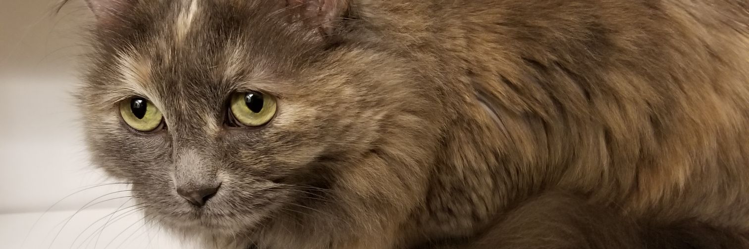 icebrc's profile banner image