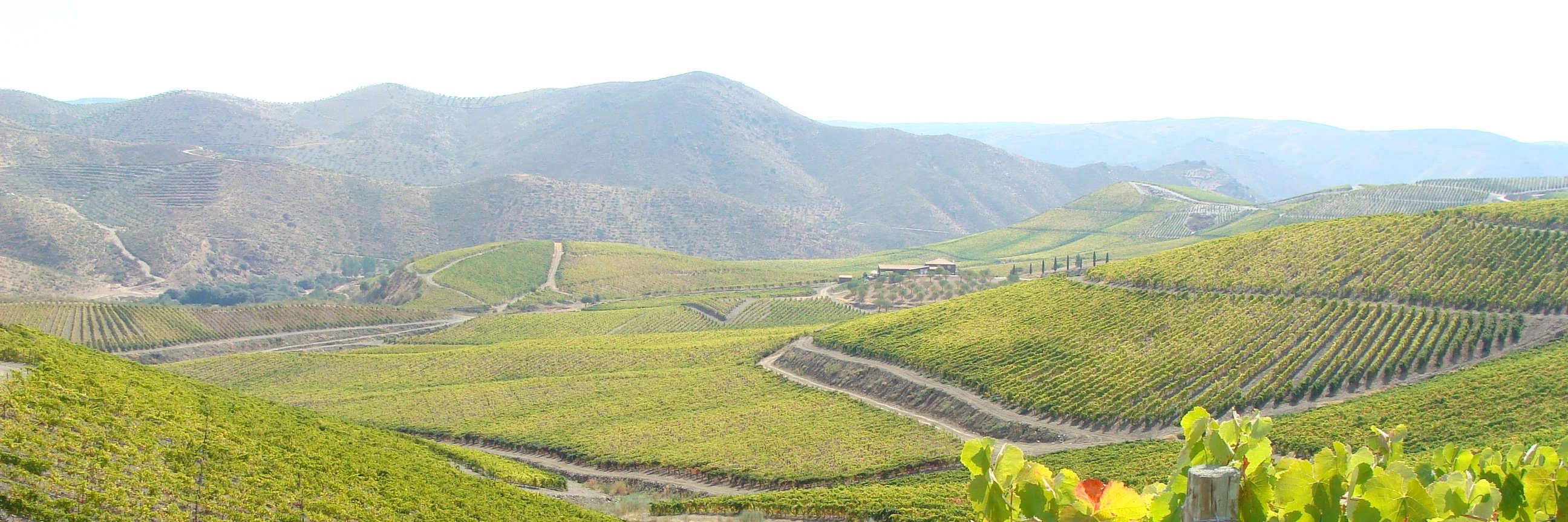 Julie Palo Hayes banner