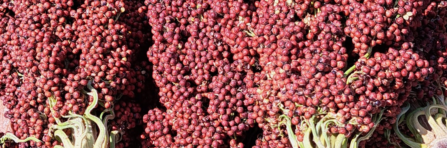 Global Collaboration on Sorghum and Millet🌾 banner