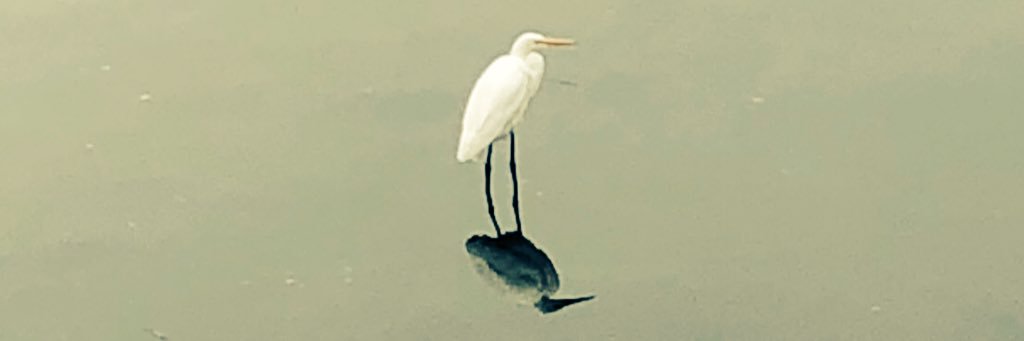 sandalbadge's profile banner image