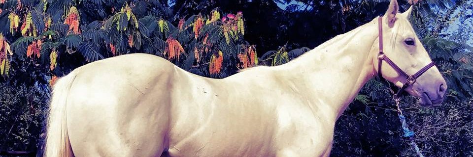 cloud9horses's profile banner image