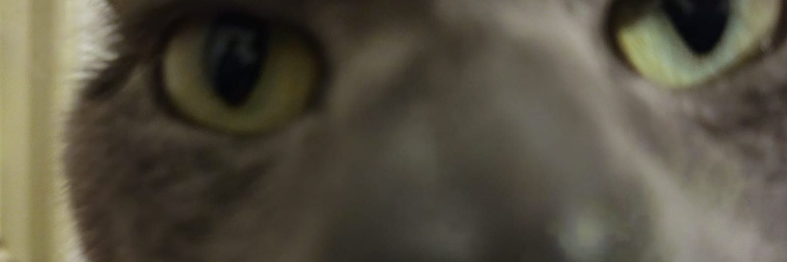 pipitd_agos's profile banner image