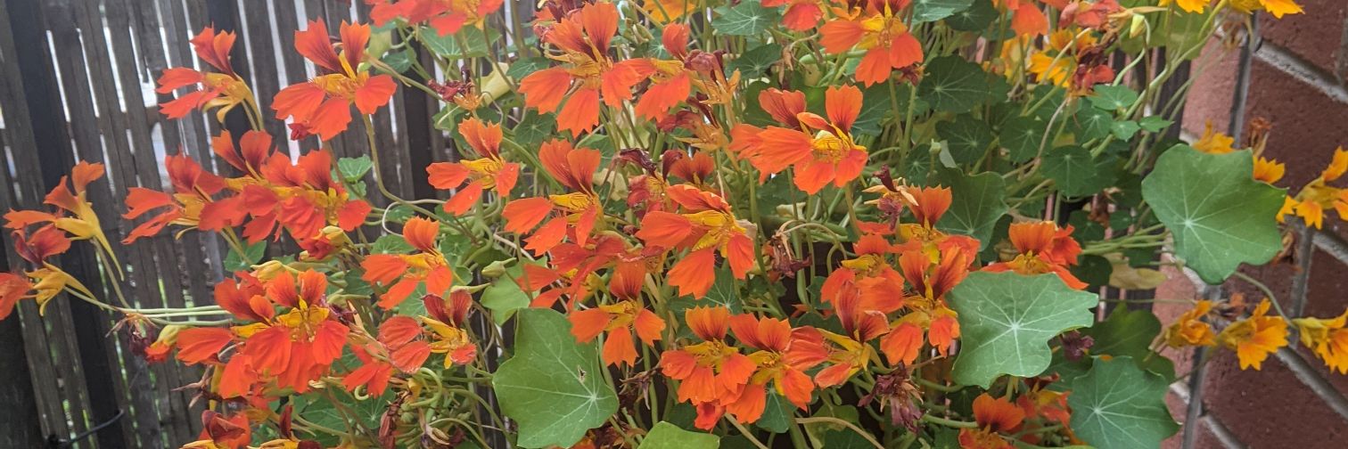 Alex Mihaescu banner