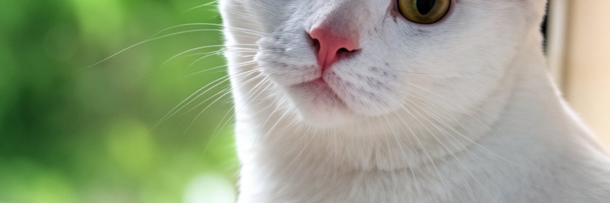 KclBasconcillo's profile banner image