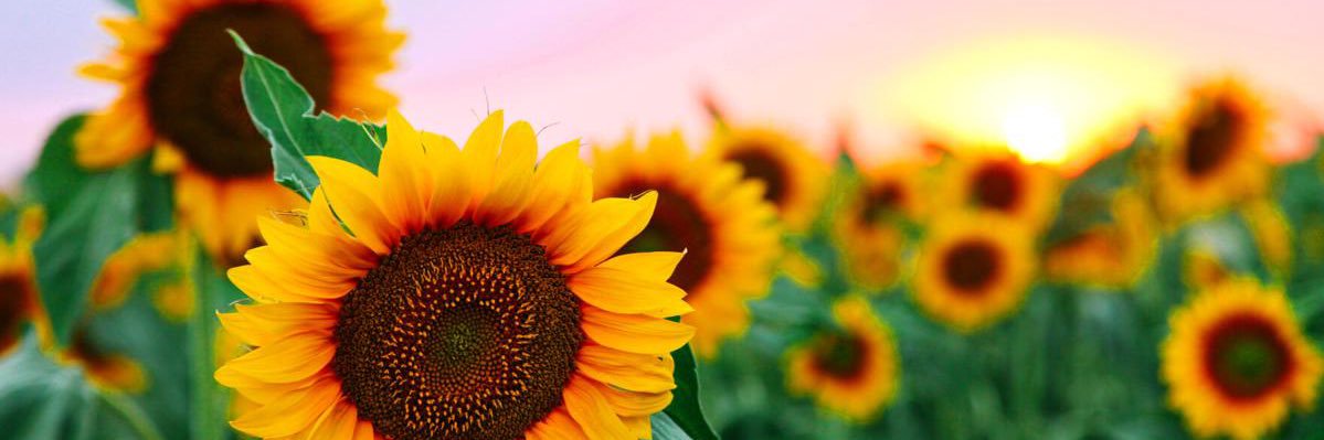 dubldai_'s profile banner image