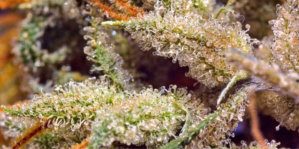 MarleyChief's profile banner image
