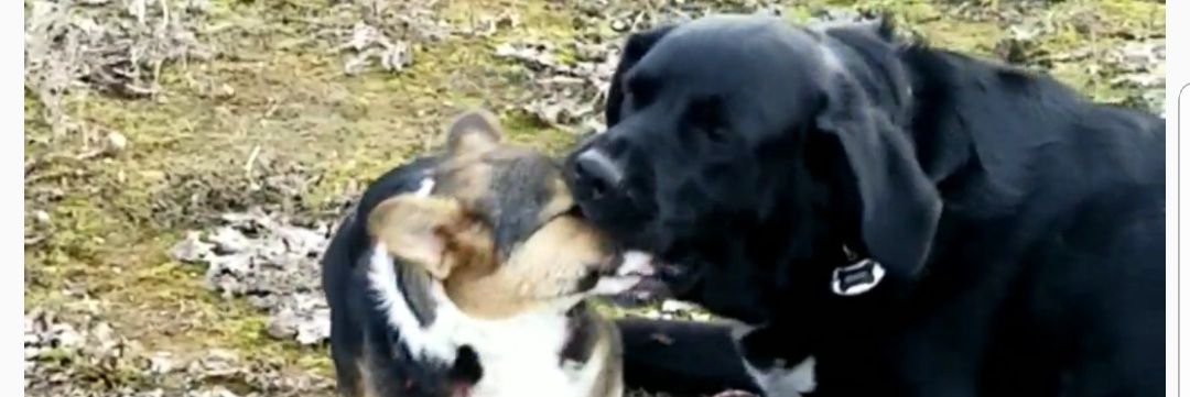 Kitsch 🌈 🐾🐾🐾🌊 💯% 🍺 born yr of the 🐉on 📆 banner