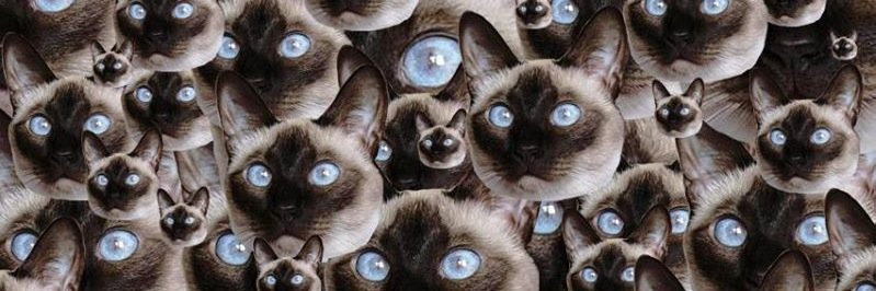 ChronIllCat's profile banner image