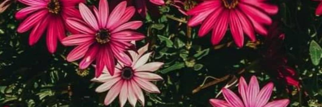 masoxeli's profile banner image