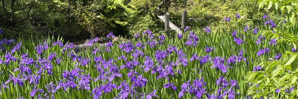 yuusuke_rakugo Profile Banner