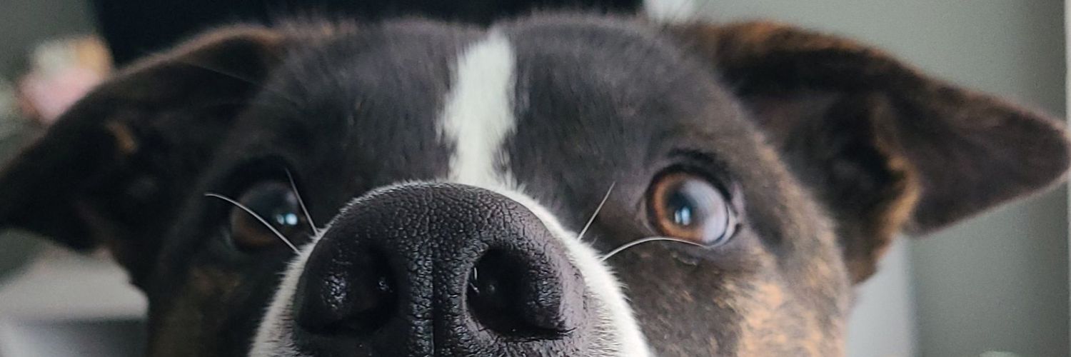skwaaaaaah's profile banner image
