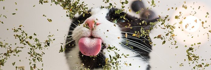 JOliveiraR_'s profile banner image