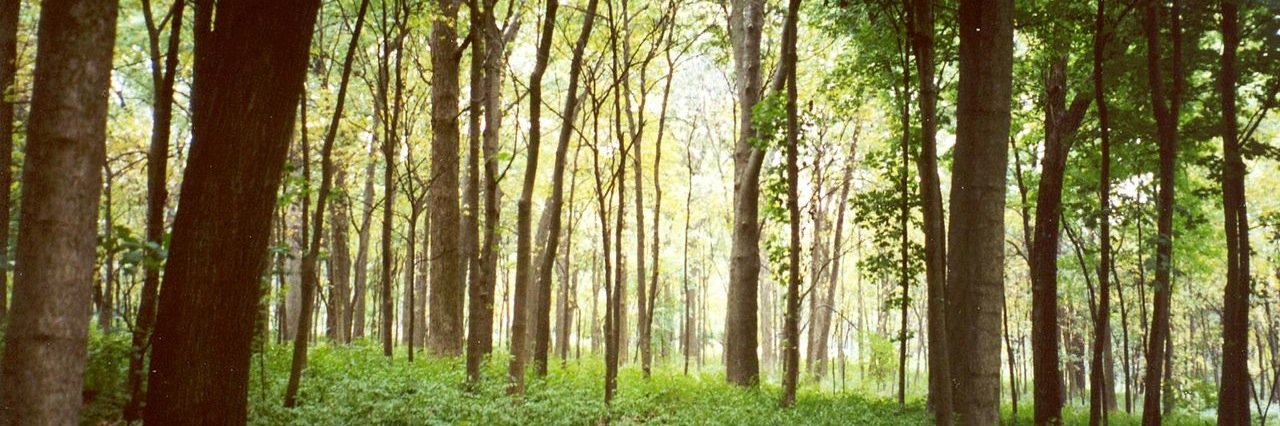 Grasmere Badgers & Mrs Waters banner