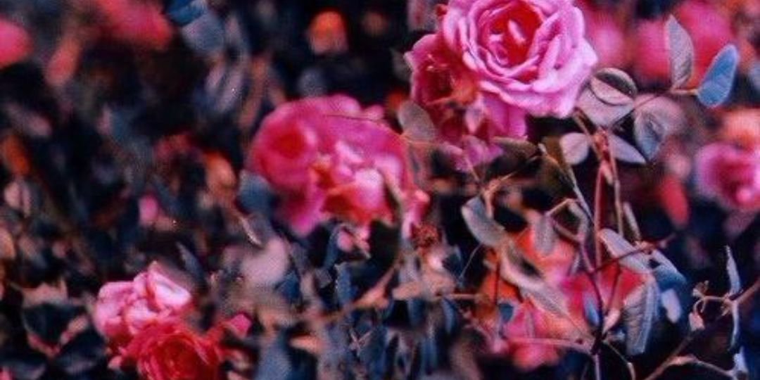 The Flower 🌻 banner