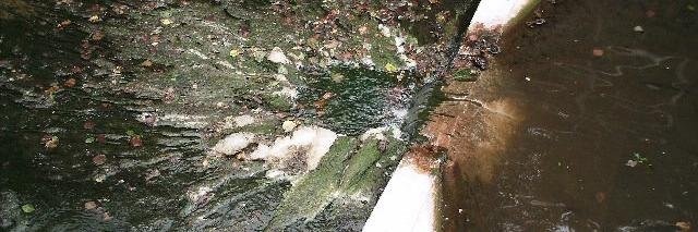 Dr Lucy Crockford banner