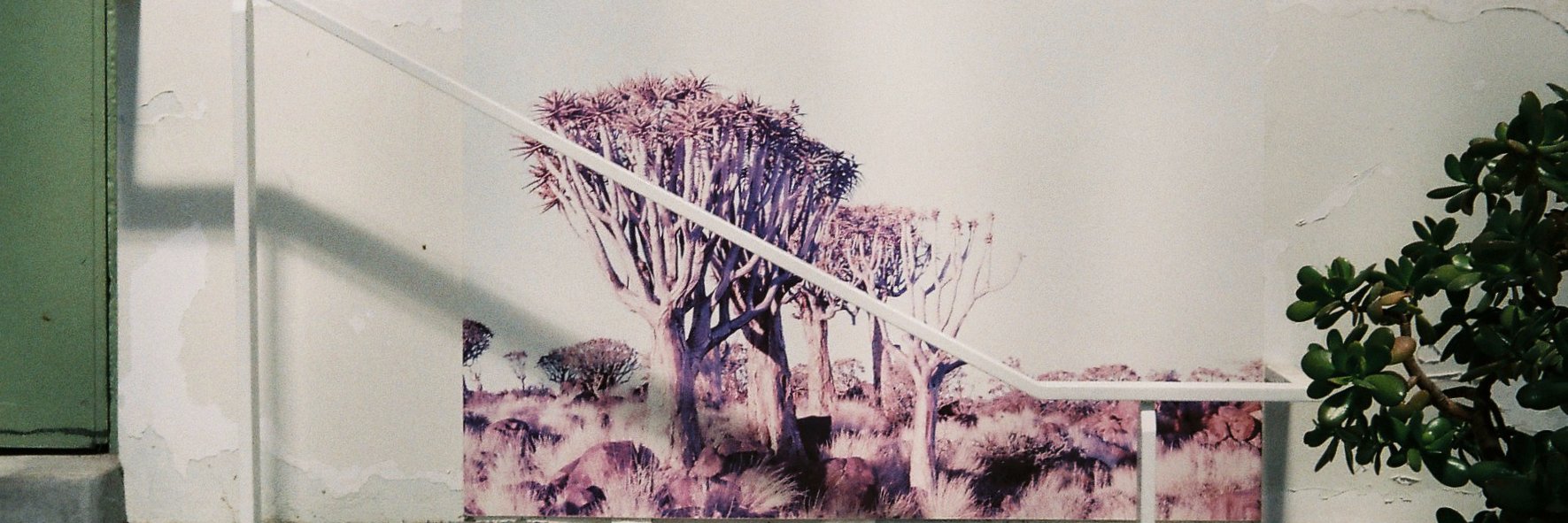 Ainslee Meredith banner