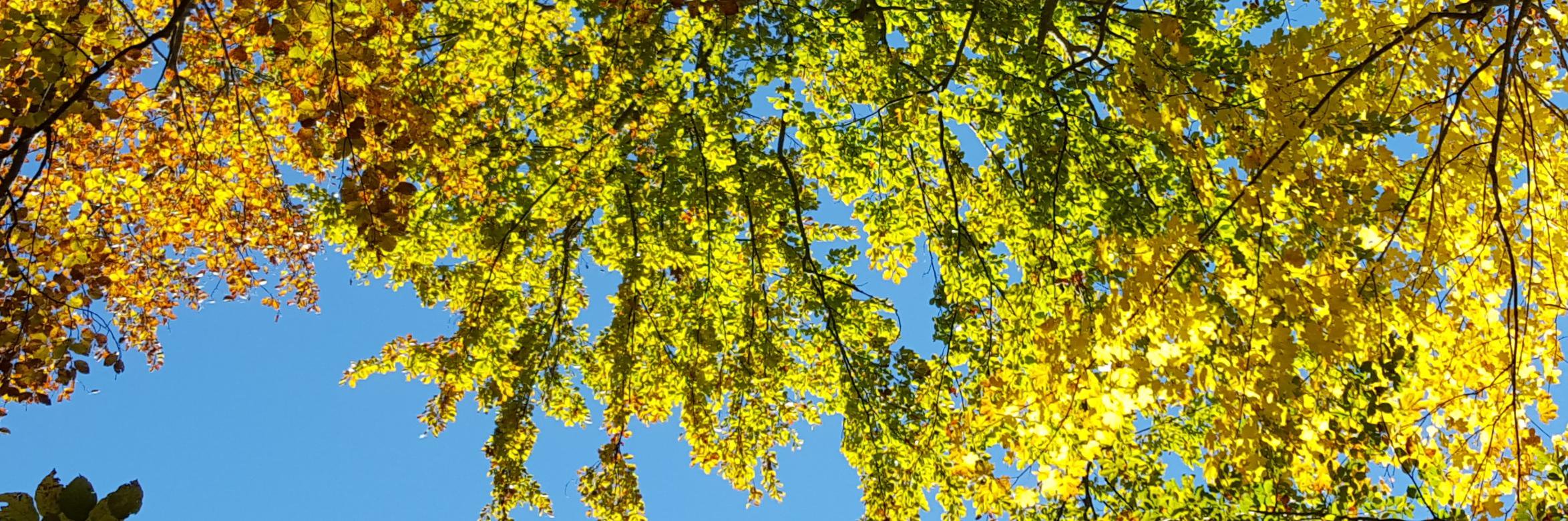 Boris Chapoton banner