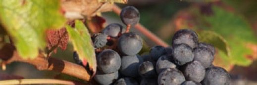 thewinecircle's profile banner image