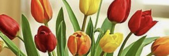 SlenePopolillo's profile banner image