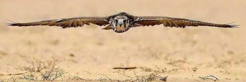 زايد العتيبي banner