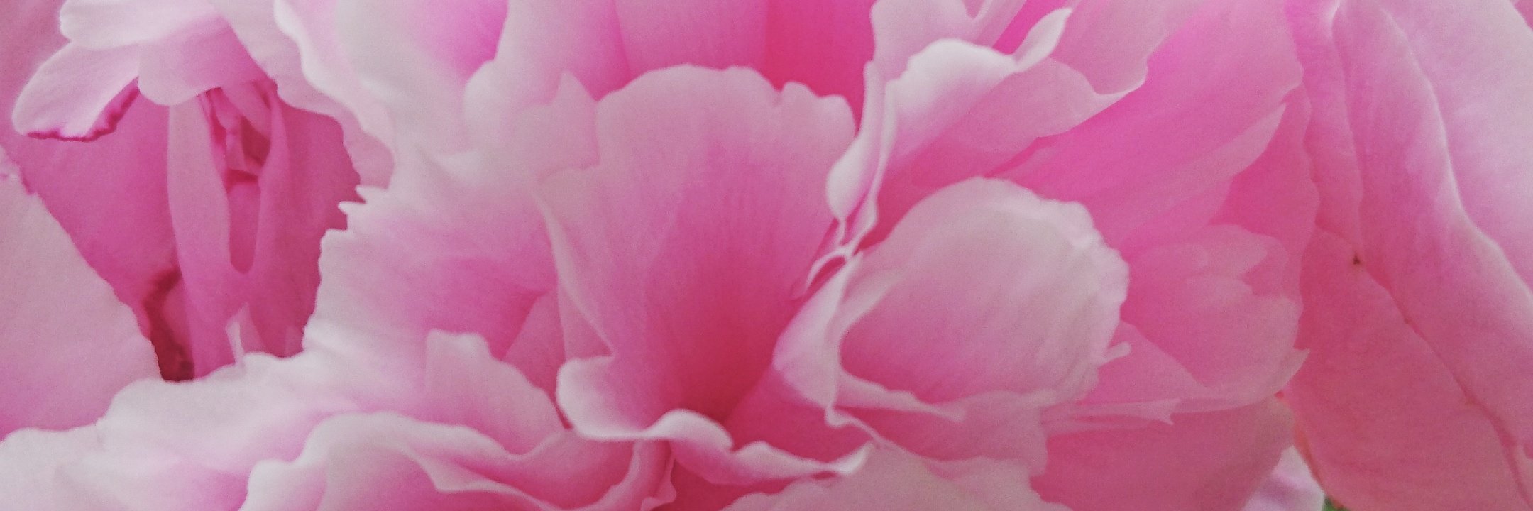 SmallholderMama's profile banner image