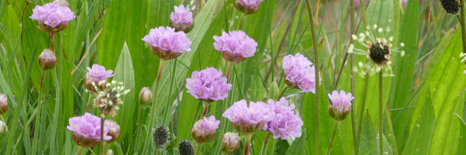 Valerie Gordon banner