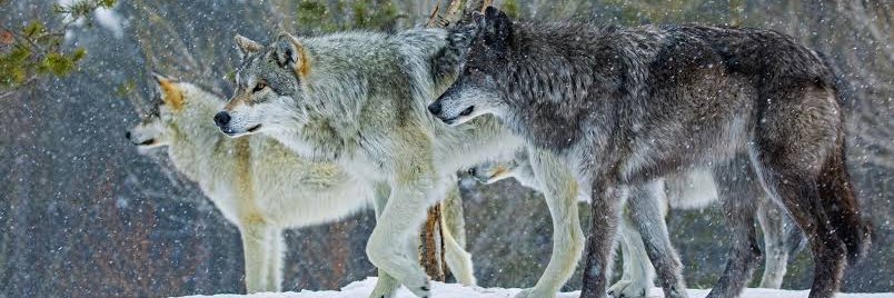 ⭐Edd❌Wolf⭐ banner