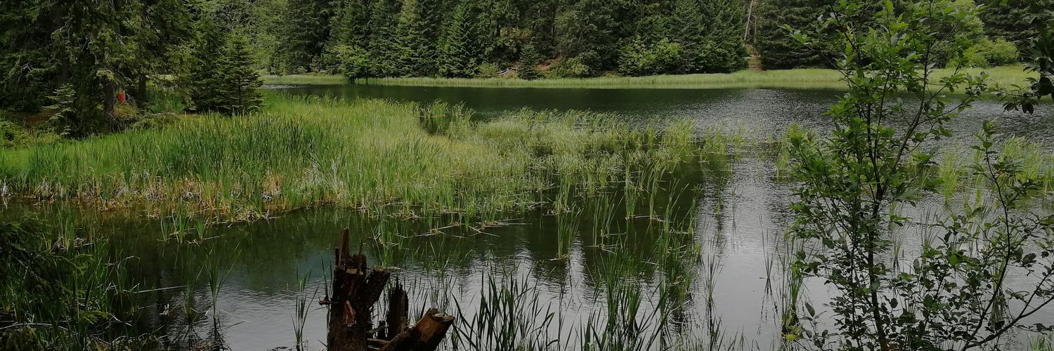 Petr Grigar 💛💚 banner