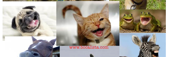 BocalistaMedia's profile banner image