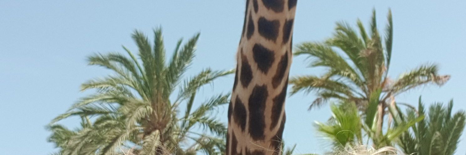 Kristian Harerud Aa banner