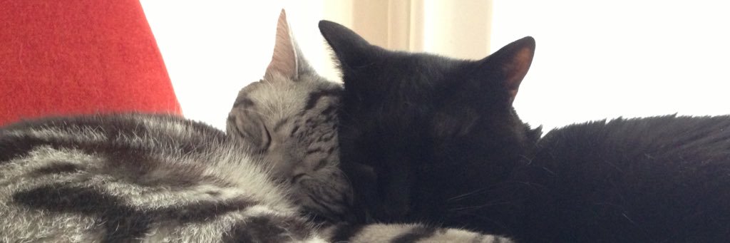 黒猫＠クソザコ三半規管 banner