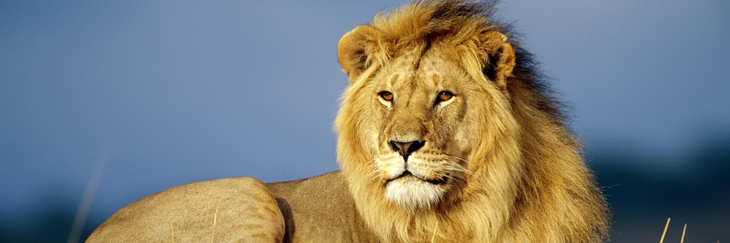 AnimalJungle's profile banner image