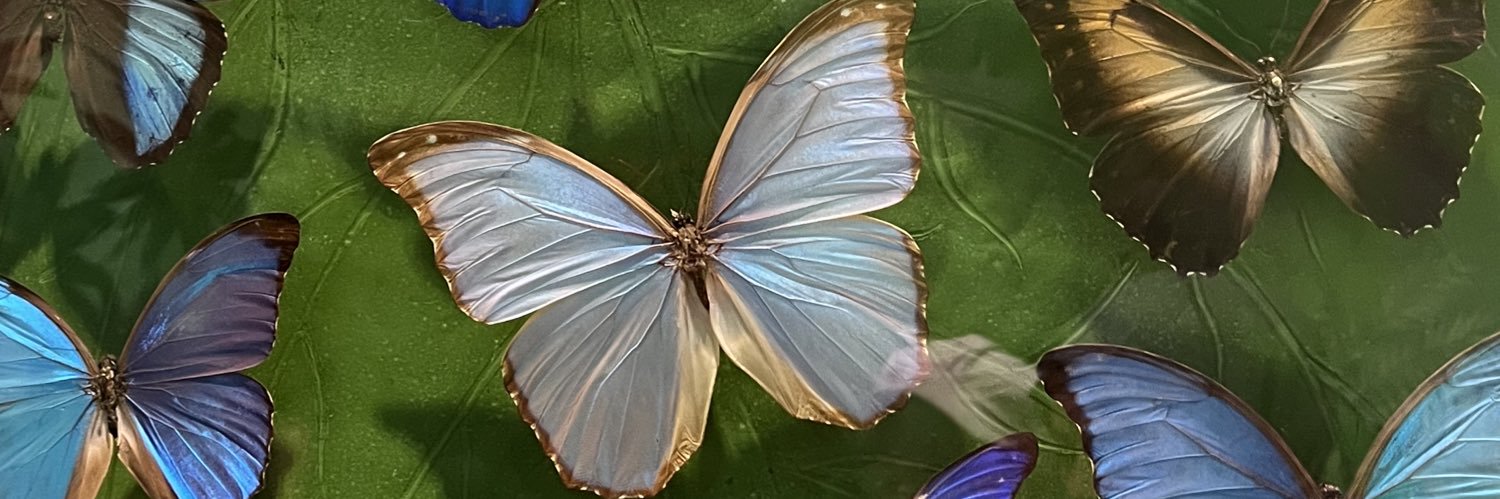 mutlukarides's profile banner image