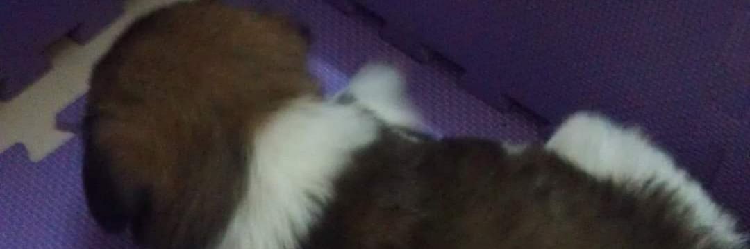 pigo1825's profile banner image