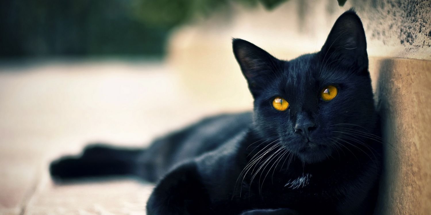 Binxkitteh's profile banner image
