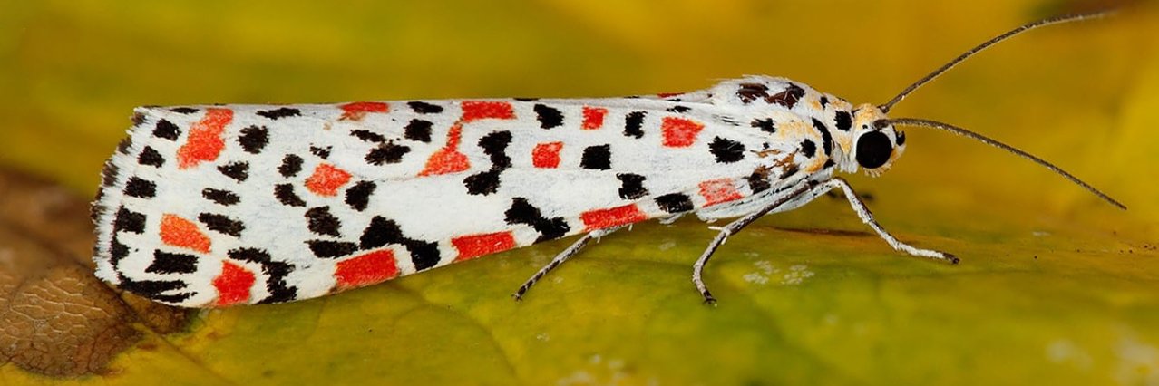 Migrant Lepidoptera banner