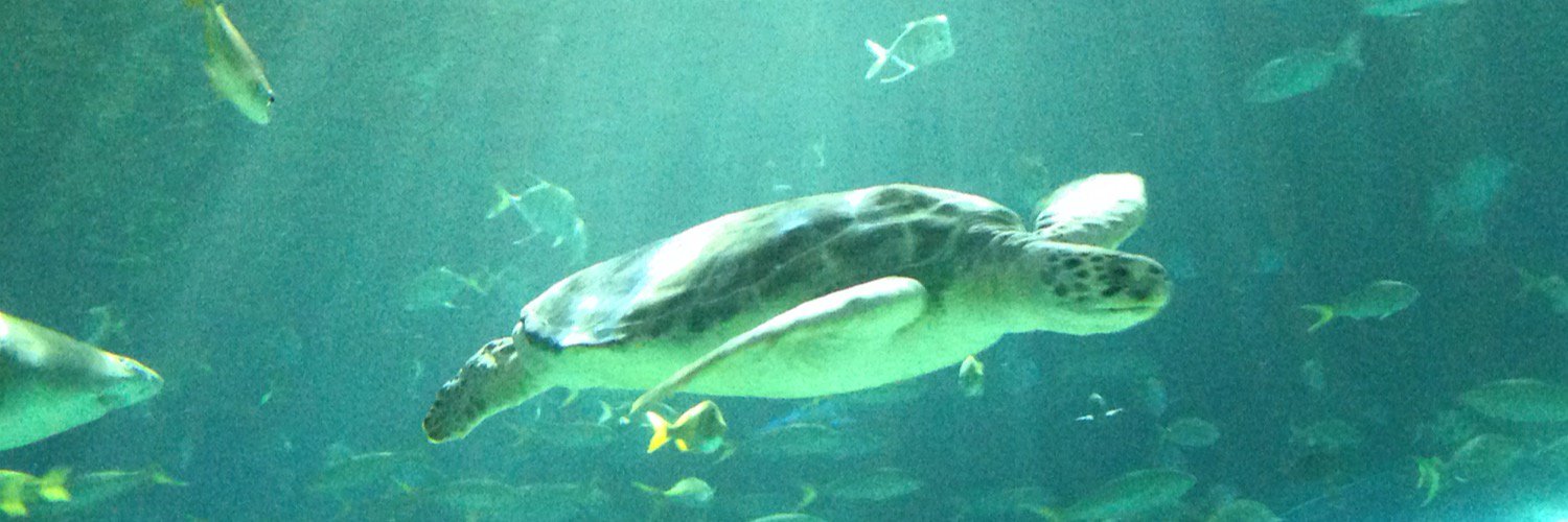 TealTurtleChemistry banner