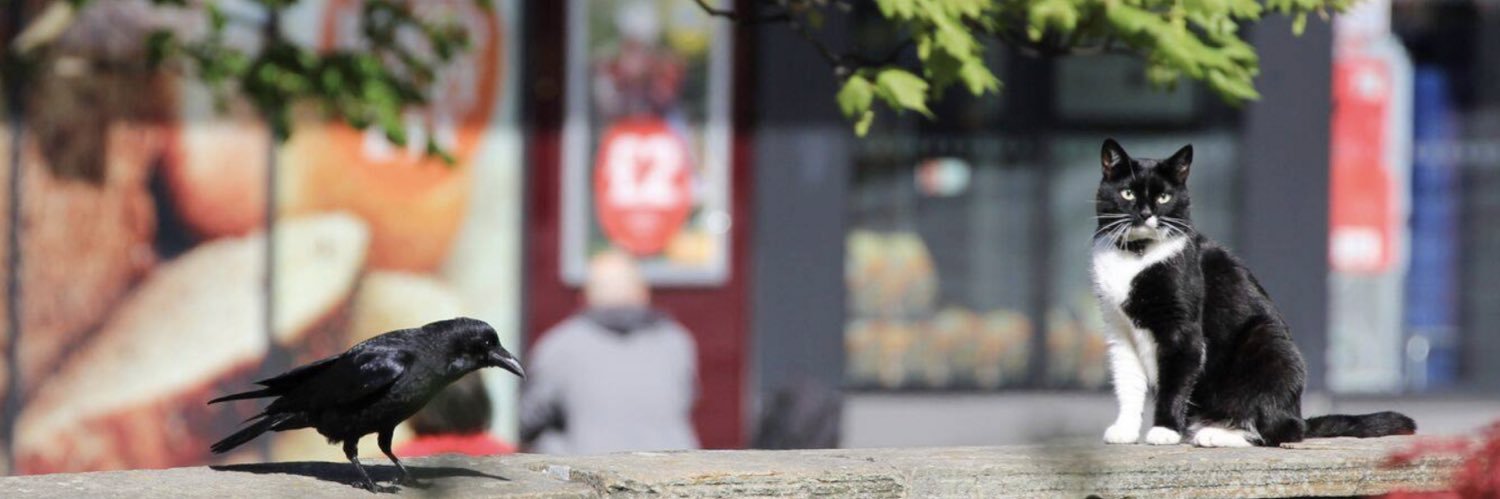 edinlibrarycat's profile banner image