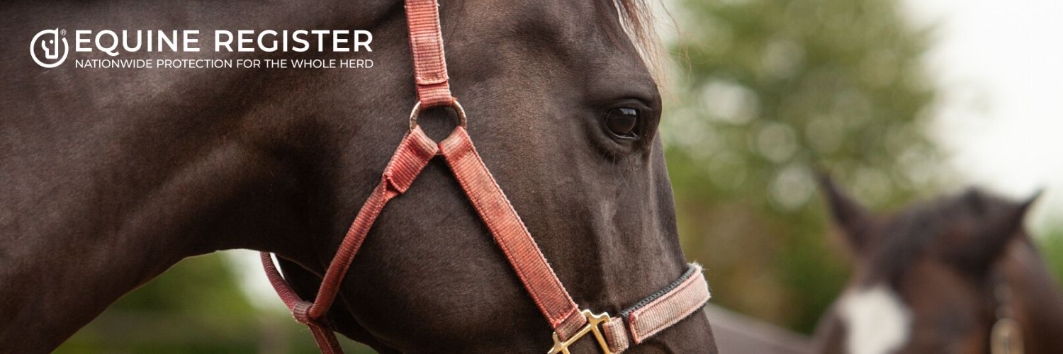 EquineRegister's profile banner image