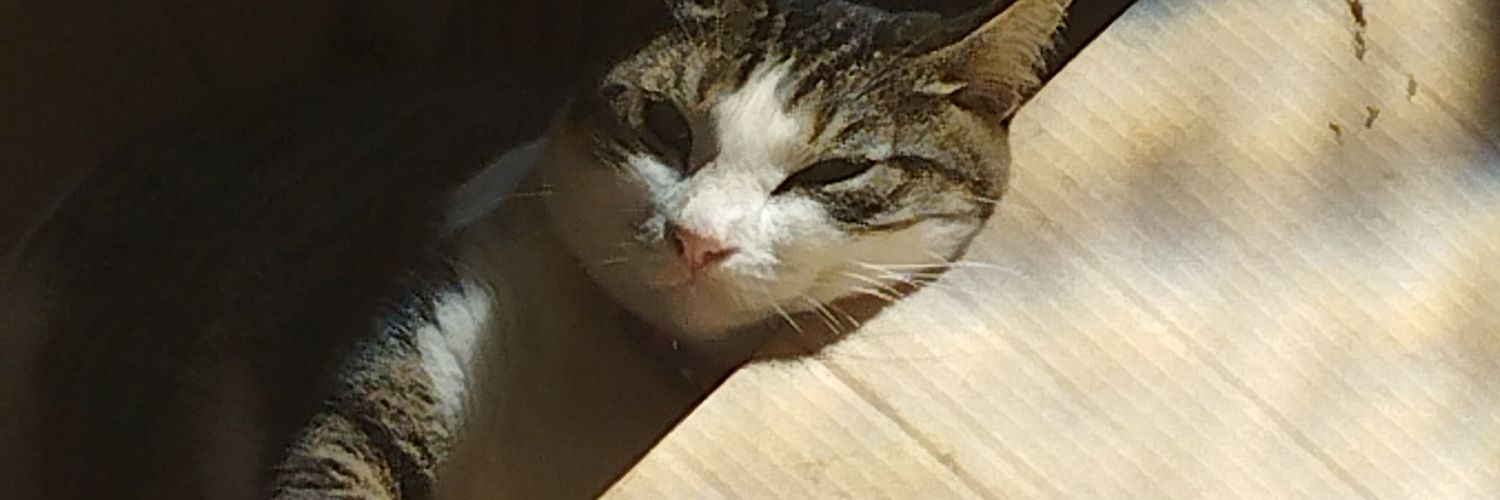 julivii_'s profile banner image