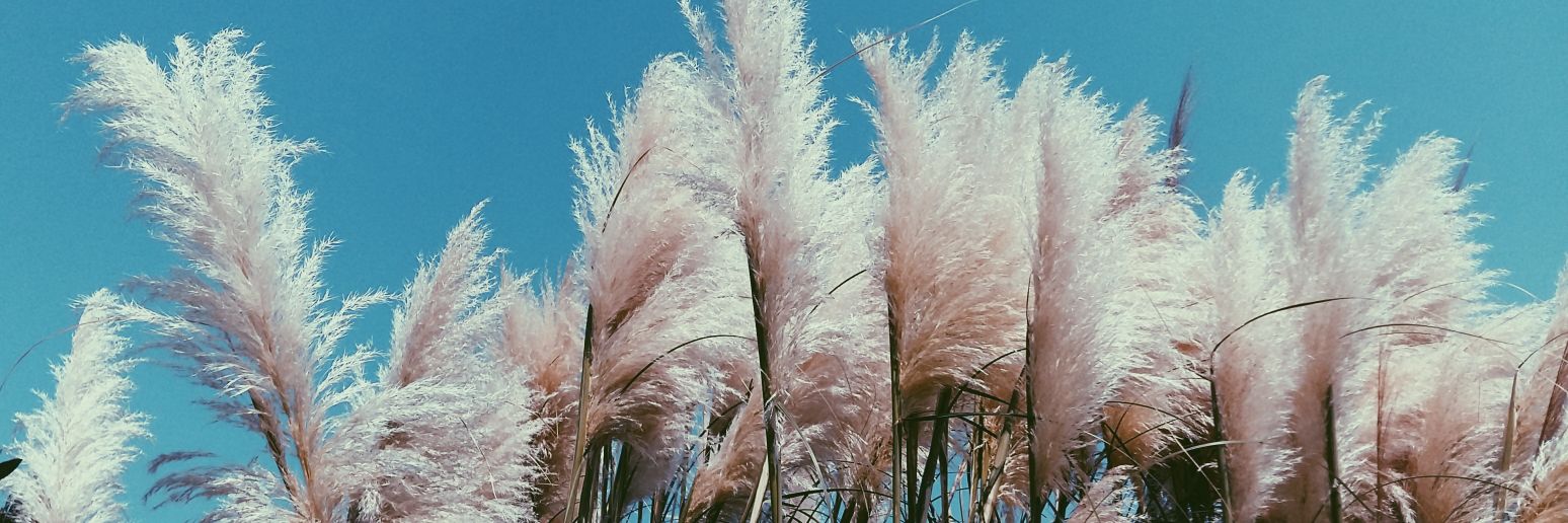serrandelikanli's profile banner image