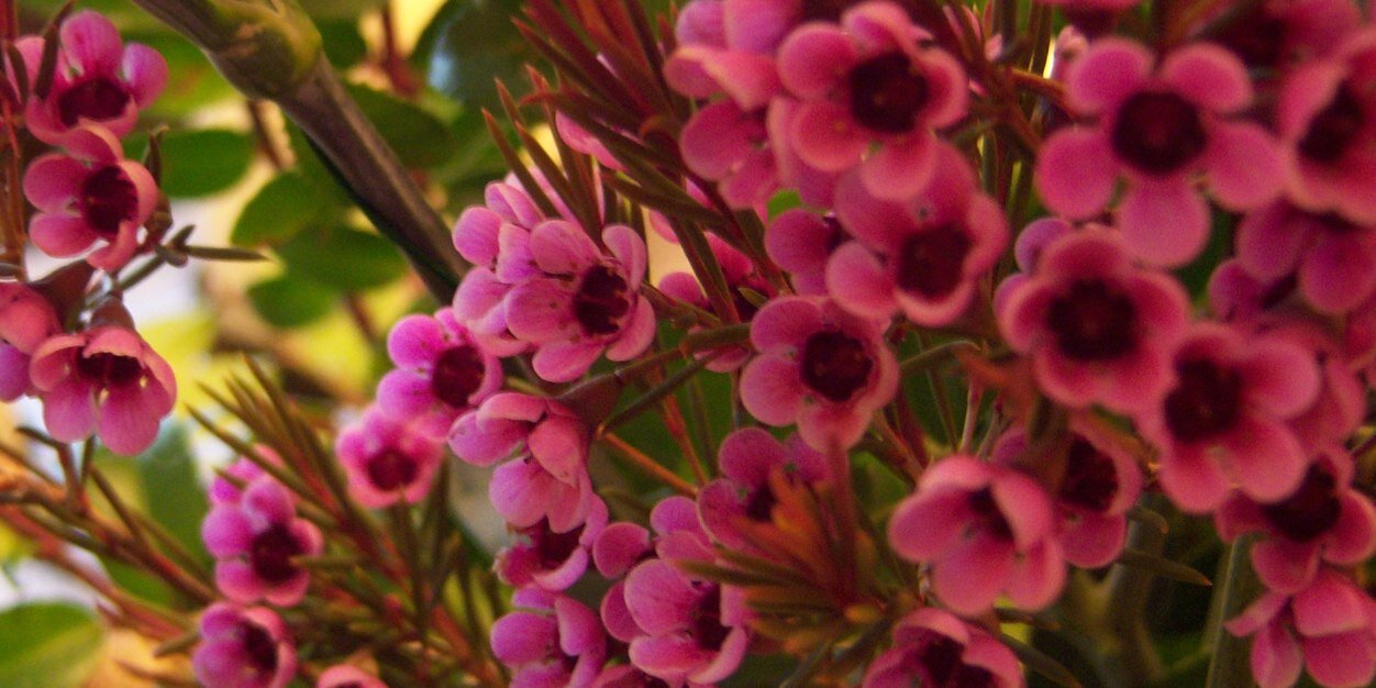 hoffman_cher's profile banner image