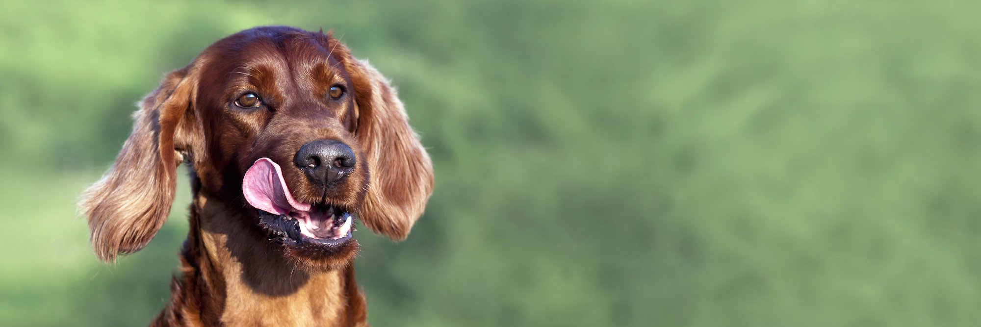 poochdvd's profile banner image