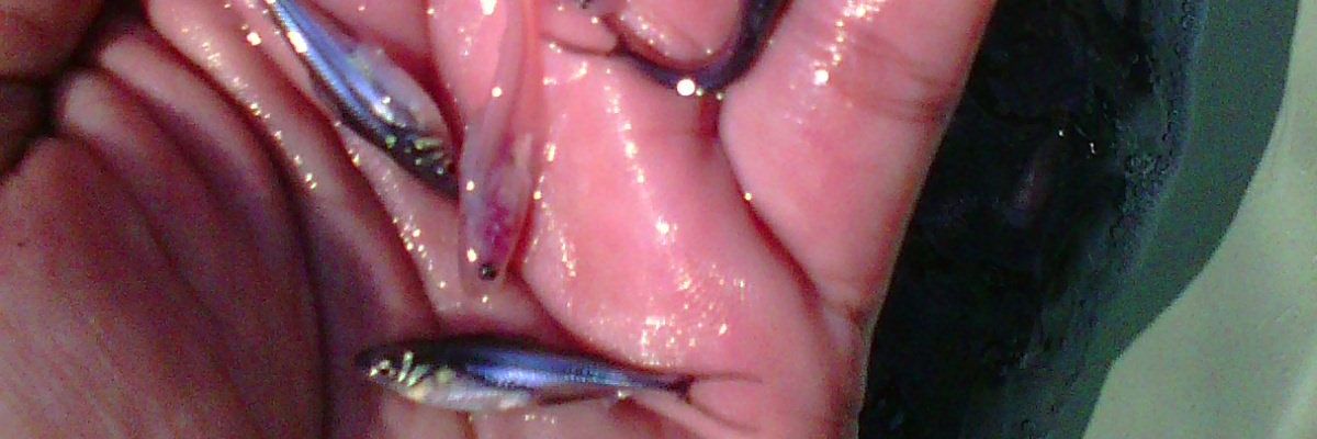 Faisalarista's profile banner image