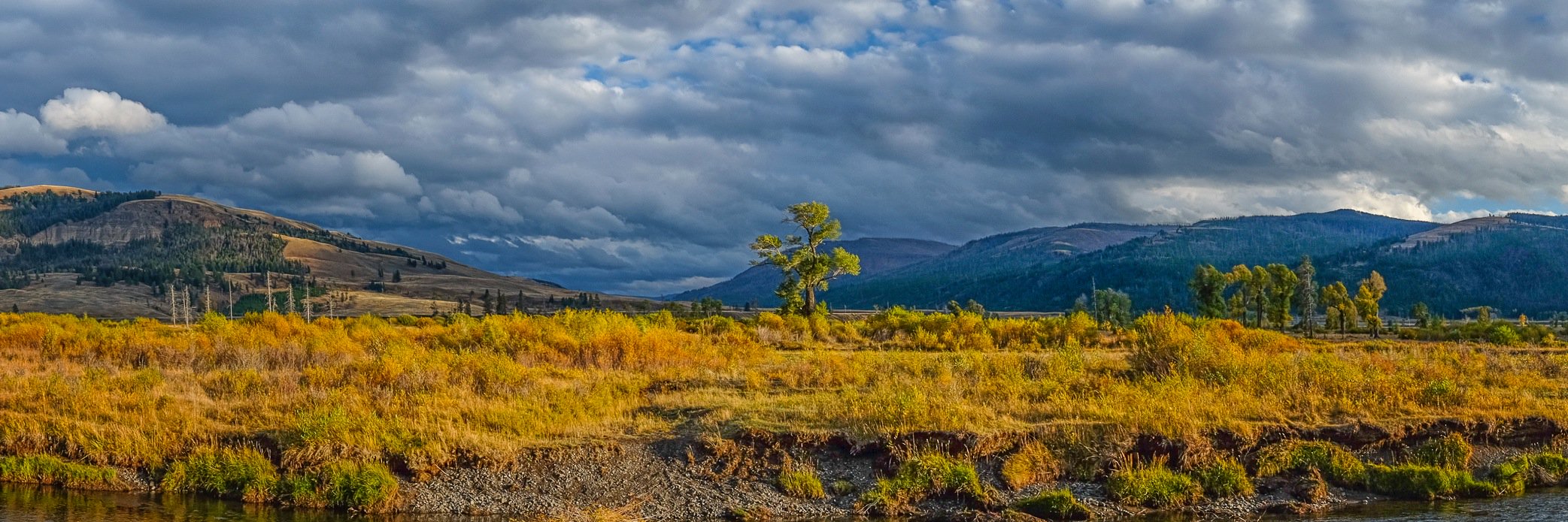 Tricia Booker banner